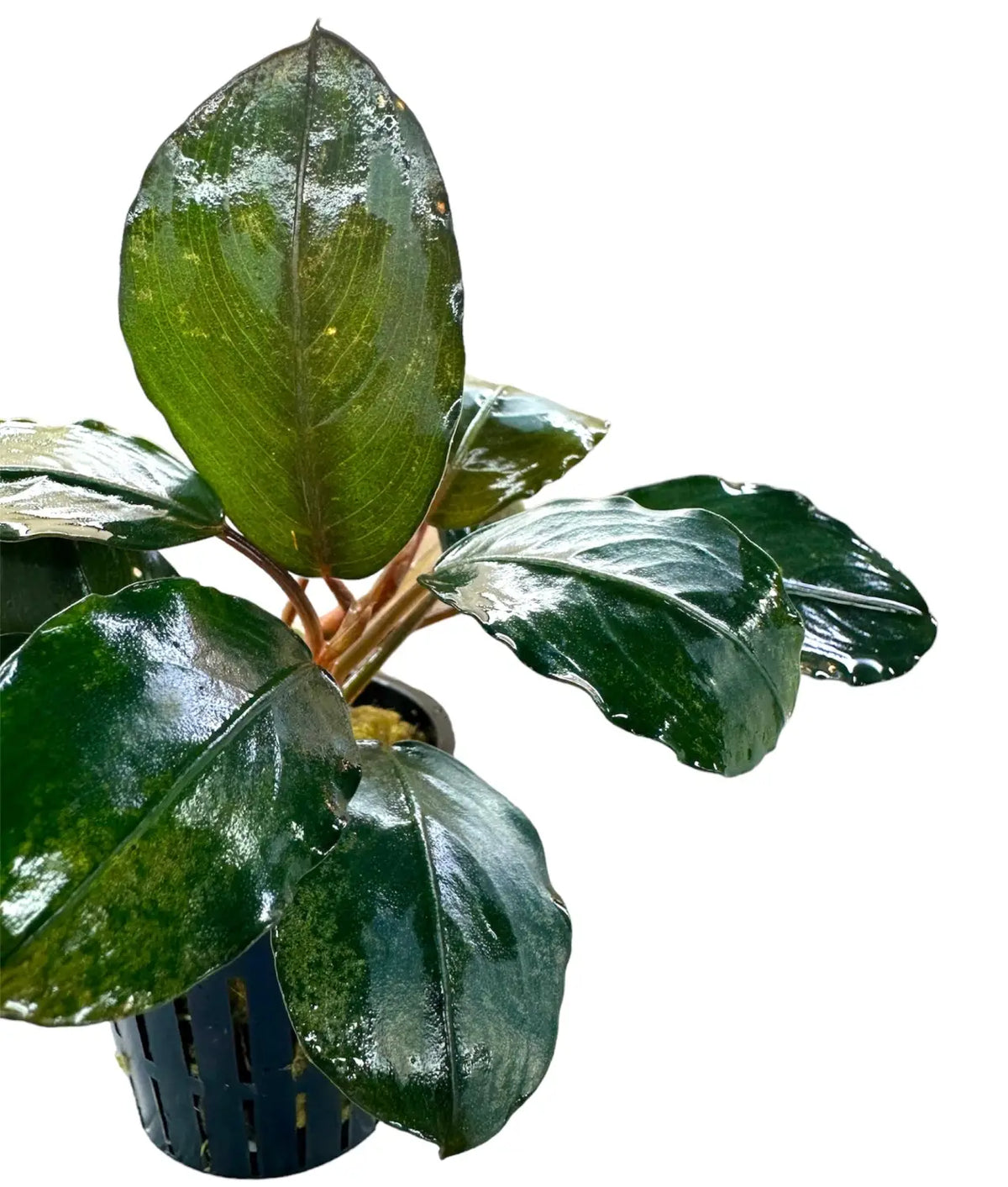 Bucephalandra Round Silver for Nano Aquascapes | Aquatic Motiv