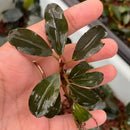 Bucephalandra Silat Series 1 small glossy dark green aquatic plant with broad waxy leaves and slender stem