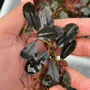 A dark green glossy Bucephalandra Silat Series 1 aquatic plant with broad leaves and a slender stem