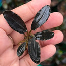 A glossy black bucephalandra silat series 4 aquatic plant with elongated curved leaves held gently in a hand