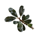 A glossy dark green Bucephalandra Silat series aquatic plant with broad slightly wavy leaves and a central stem