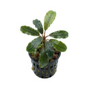 Bucephalandra silver aurora aquatic plant with wavy green leaves and reddish stem in black mesh pot