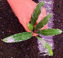 A hand holds vibrant green Bucephalandra silver eagle with glossy variegated leaves and serrated edges