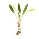 A bundle of bucephalandra silver eagle aquatic plants with elongated wavy leaves gradient from deep green to yellow edges