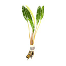 A bundle of vibrant green Bucephalandra silver eagle aquatic plants with variegated yellow edges tied by a white band