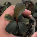 A small potted Bucephalandra Sky Blue plant with dark green glossy leaves and a reddish stem