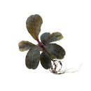 A vibrant green Bucephalandra sky blue plant with glossy rounded leaves and delicate roots for aquatic use