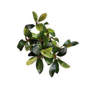 Bucephalandra starlight aquatic plant with lush compact growth glossy dark green leaves and yellowish green variegation