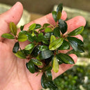 Bucephalandra starlight aquatic plant with lush glossy green broad waxy leaves and compact growth habit