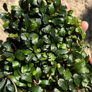 Bucephalandra stem bundle with lush green glossy oval leaves and small yellow buds aquatic plant for aquascaping
