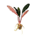 A vibrant red and green bucephalandra stem bundle with glossy elongated leaves and delicate roots for aquariums