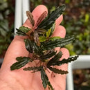 A hand holds a Bucephalandra stem bundle with dark green wavy leaves and reddish brown stems for aquariums