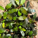 A bucephalandra stem bundle with lush vibrant green glossy oval leaves and reddish brown stems for aquariums