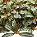 Bucephalandra stem bundle with lush vibrant green glossy wavy leaves and reddish brown stems for aquariums
