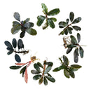 Bucephalandra stem bundle featuring aquatic plants with dark green glossy leaves and visible roots for aquarium use