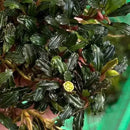 A bucephalandra stem bundle featuring lush dark green wavy-edged leaves and a small yellow flower bud