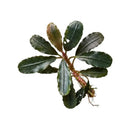 A bucephalandra stem bundle featuring vibrant green glossy wavy leaves with a reddish brown stem