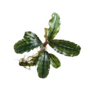 Bucephalandra stem bundle featuring vibrant green aquatic plant with wavy-edged leaves and delicate root system