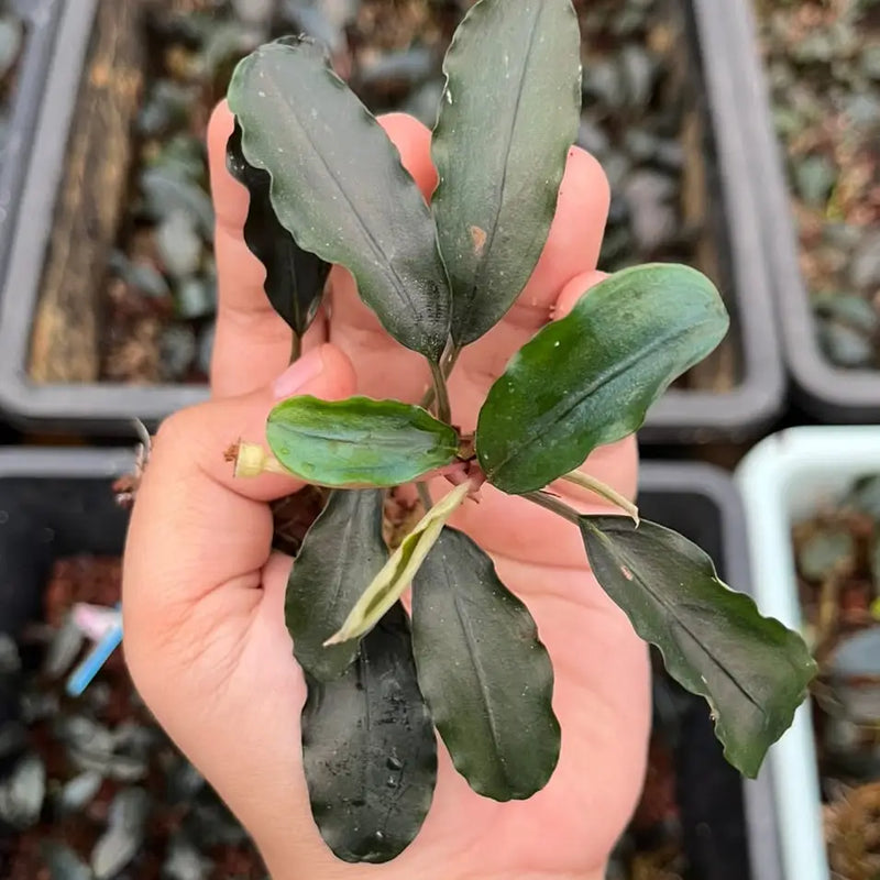 Bucephalandra Super Blue - AquaticMotiv