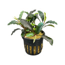 A lush variegated bucephalandra super blue aquatic plant with deep green and chartreuse leaves in a black pot