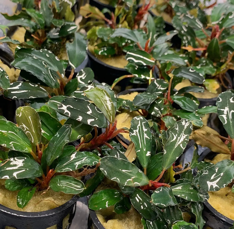 Bucephalandra Theia Potted for Easy Aquascaping | Aquatic Motiv