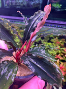 Bucephalandra Theia red and green leafy plant in brown pot with purple rim