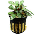 Black and gold striped Bucephalandra Theia planter with green leafy plant