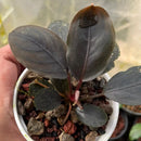 A bucephalandra ulysses potted plant with deep purple glossy leaves and reddish stems in a white ceramic pot with colorful gravel
