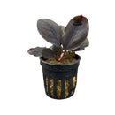 Dark purple bucephalandra ulysses aquatic plant with glossy leaves in a black plastic pot for aquarium use