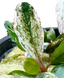 Glossy variegated green and white Bucephalandra leaf, slightly wet