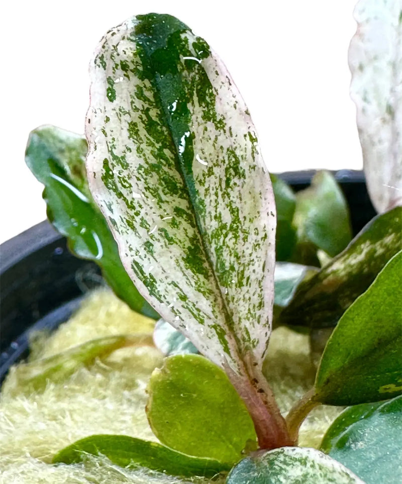 Bucephalandra Variegated Contrast for Planted Tanks | Aquatic Motiv Bucephalandra Variegated Contrast for Planted Tanks | Aquatic Motiv