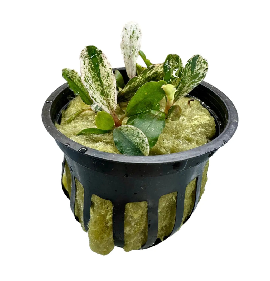 Bucephalandra Variegated Contrast for Planted Tanks | Aquatic Motiv Bucephalandra Variegated Contrast for Planted Tanks | Aquatic Motiv