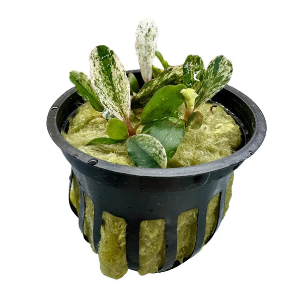 Bucephalandra Variegated Contrast for Planted Tanks | Aquatic Motiv