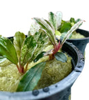 Bucephalandra Variegated plant in black pot with mossy substrate