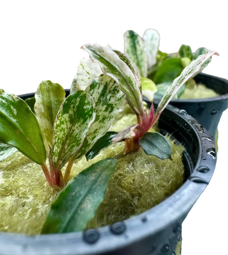 水草 Bucephalandra sp. Varigata Pink Bucephalandra sp. Varigata Pink 水中葉 キボーデコ on X: