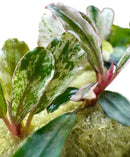 Bucephalandra Variegated plant with green white leaves pink stems mossy base