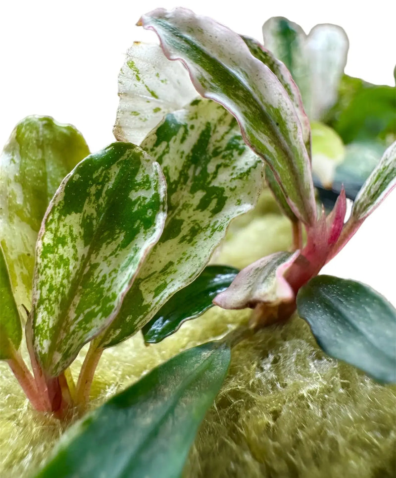 Bucephalandra Variegated Contrast for Planted Tanks | Aquatic Motiv Bucephalandra Variegated Contrast for Planted Tanks | Aquatic Motiv