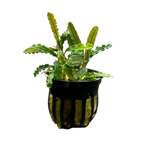 bucephalandra-velvet-plants-