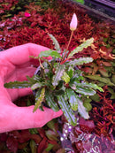 Bucephalandra Velvet - [AquaticMotiv]