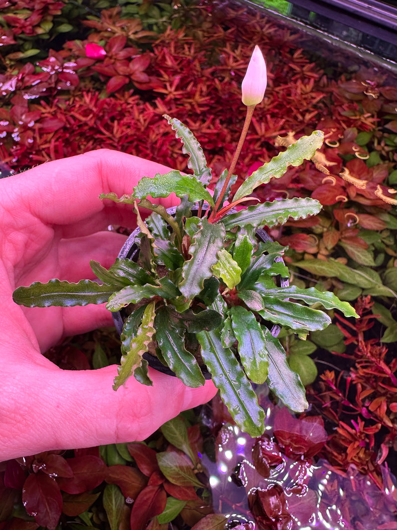 Bucephalandra Velvet - [AquaticMotiv]
