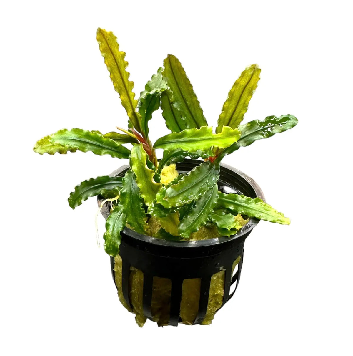 Bucephalandra Velvet Potted Deep Green Texture | Aquatic Motiv