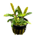 Bucephalandra Velvet: vibrant green plant with wavy serrated leaves in pot