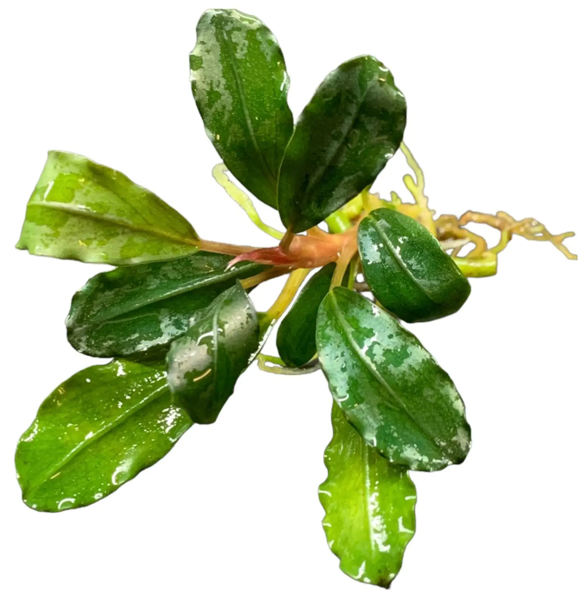 Bucephalandra Wild Forms Natural Hardscape Accent | Aquatic Motiv