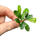 Bucephalandra Wild green leafy aquatic plant with water droplets