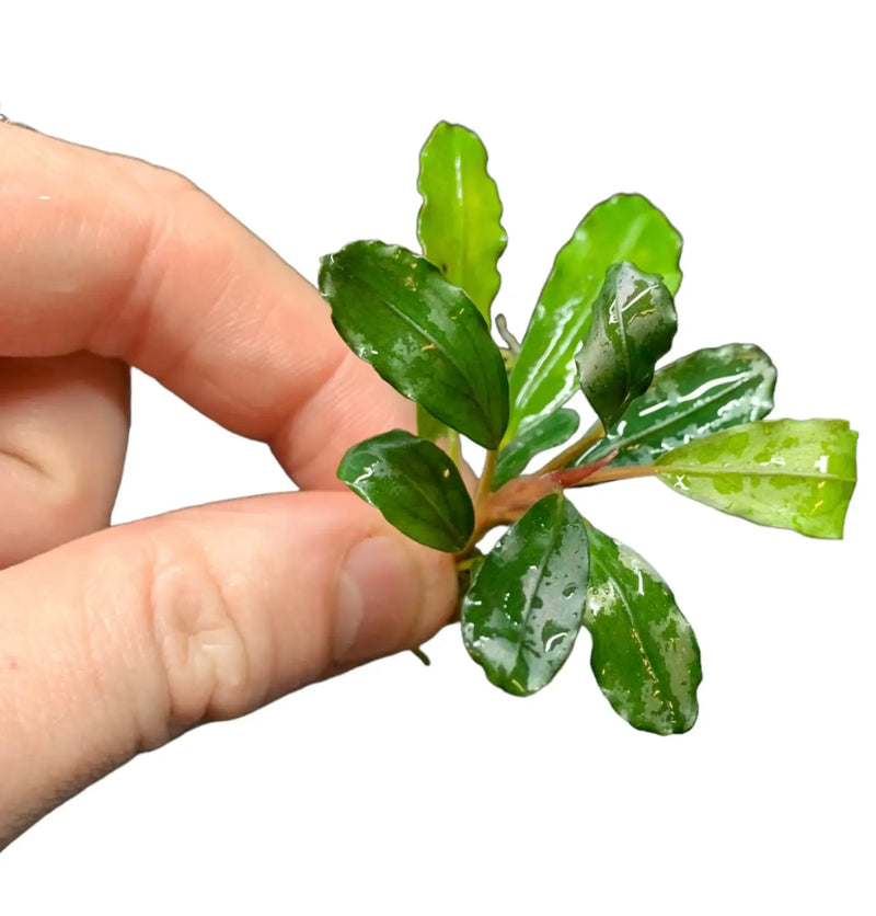 Bucephalandra Wild Forms Natural Hardscape Accent | Aquatic Motiv