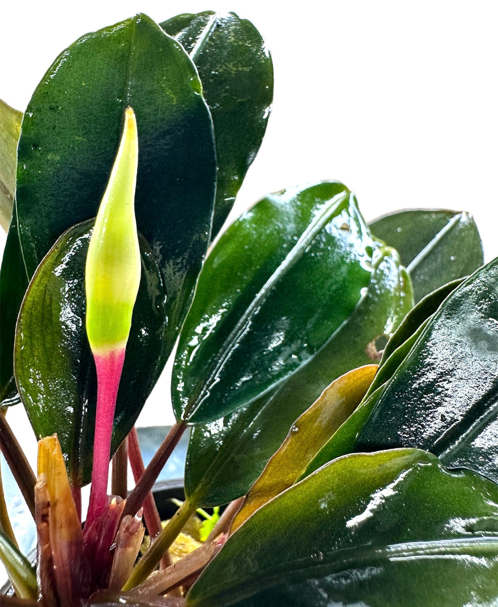 Bucephalandra Pearl Grey