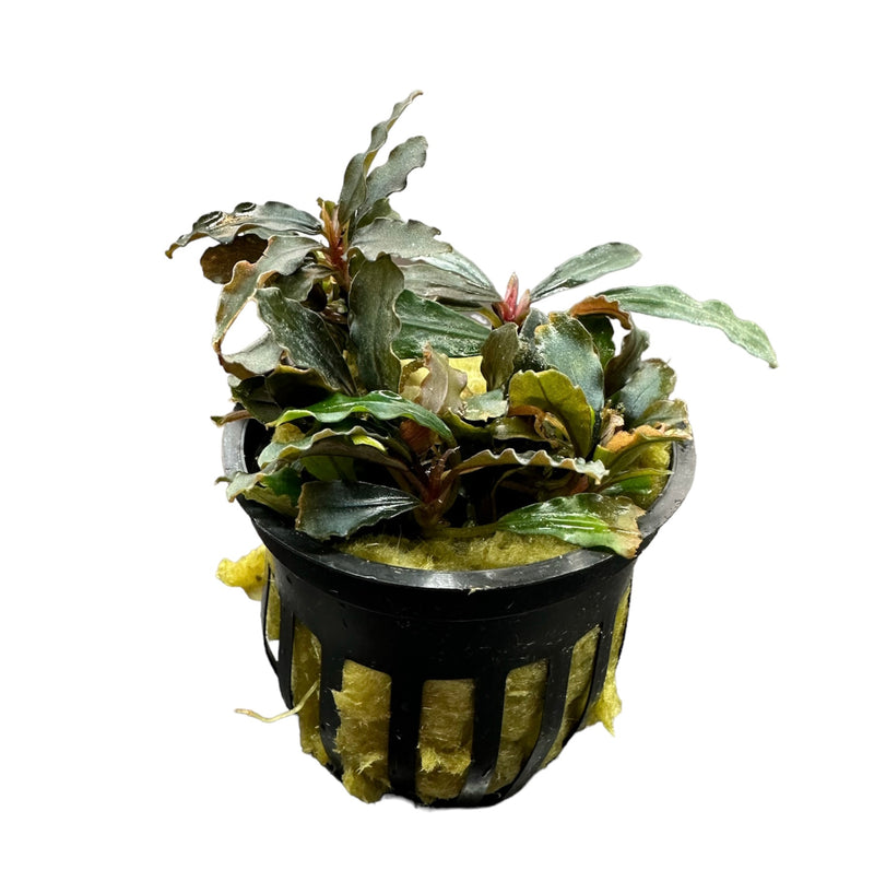 Bucephalandra Red Kedagang Pot - [AquaticMotiv]