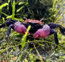 A vibrant purple carnival vampire crab with black legs and orange-tipped claws rests on green moss
