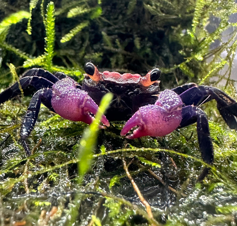 Carnival Vampire Crab (Geosesarma sp.) - AquaticMotiv