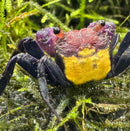 A vibrant carnival vampire crab with a purple and yellow carapace and black legs resting on green moss
